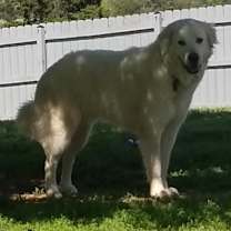 Thumbnail photo of Yuki #4