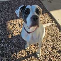 adopt-pet