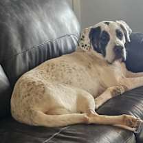 Thumbnail photo of Bella #2