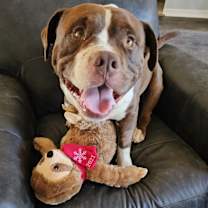 adopt-pet