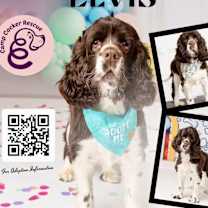 Thumbnail photo of Elvis #1