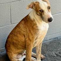 Thumbnail photo of Beetle Bug #1