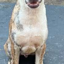 Thumbnail photo of Beetle Bug #2