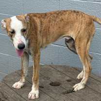 Thumbnail photo of Beetle Bug #3