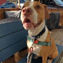 Thumbnail photo of Riley #1