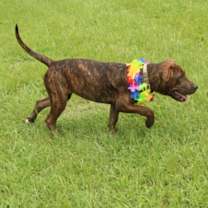 Thumbnail photo of Missy #3