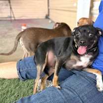adopt-pet