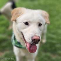 adopt-pet