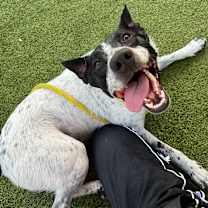 adopt-pet