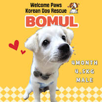 Thumbnail photo of BOMUL #1