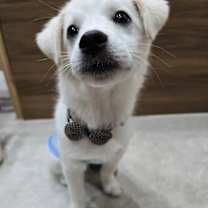 Thumbnail photo of BOMUL #2