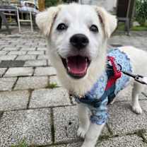 Thumbnail photo of BOMUL #3