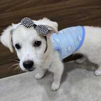 Thumbnail photo of BOMUL #4