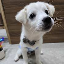 Thumbnail photo of BOMUL #2