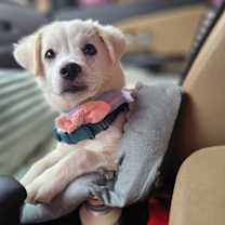 Thumbnail photo of BOMUL #4