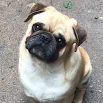 Thumbnail photo of Sam #3