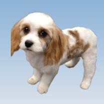 Thumbnail photo of Chad #1