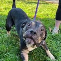 Thumbnail photo of Gizmo #2