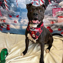 Thumbnail photo of Loki #1