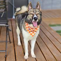 adopt-pet