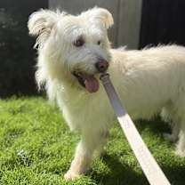 adopt-pet