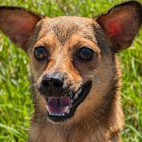 Thumbnail photo of BRAD #1