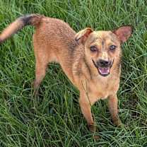 Thumbnail photo of BRAD #3