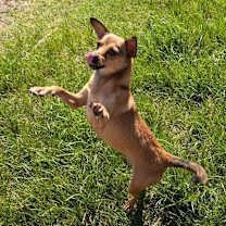 Thumbnail photo of BRAD #4