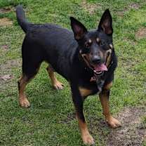 Thumbnail photo of Bacon #1