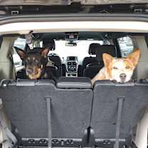 Thumbnail photo of Bacon #2