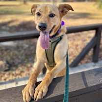 Thumbnail photo of Savannah #2