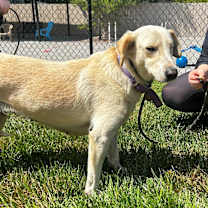 Thumbnail photo of Laurel #4