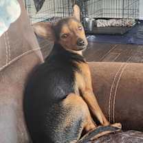 Thumbnail photo of Donnie aka Fred JuM #3