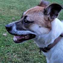 Thumbnail photo of Braison #3