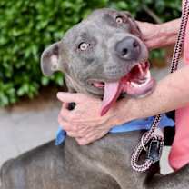 Thumbnail photo of Shoney #1