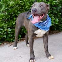 Thumbnail photo of Shoney #2