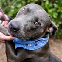 Thumbnail photo of Shoney #3