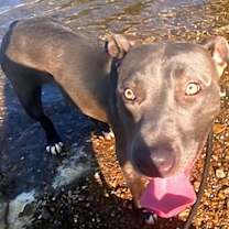 Thumbnail photo of Shoney #4