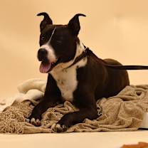 Thumbnail photo of Ashton #2