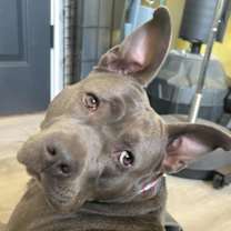 Thumbnail photo of Rosie (Foster Needed) #4