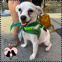adopt-pet