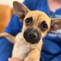 Thumbnail photo of Waffle Leslie #1