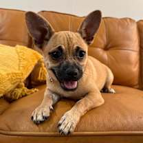 Thumbnail photo of Waffle Leslie #3