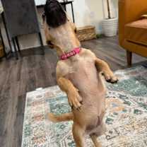 Thumbnail photo of Waffle Leslie #4