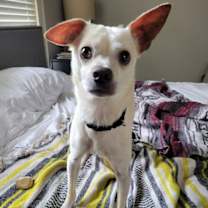 Thumbnail photo of Maximillion #2