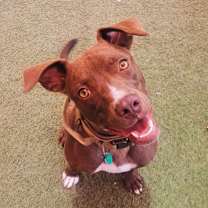 adopt-pet