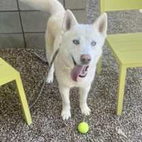 adopt-pet