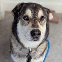 Thumbnail photo of Huxley  #1