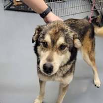 Thumbnail photo of Huxley  #2