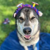 Thumbnail photo of Huxley  #3